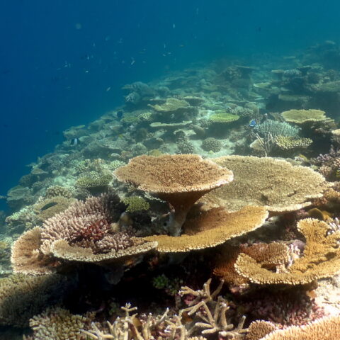 map the giants corals university of milano bicocca marhe center maldives