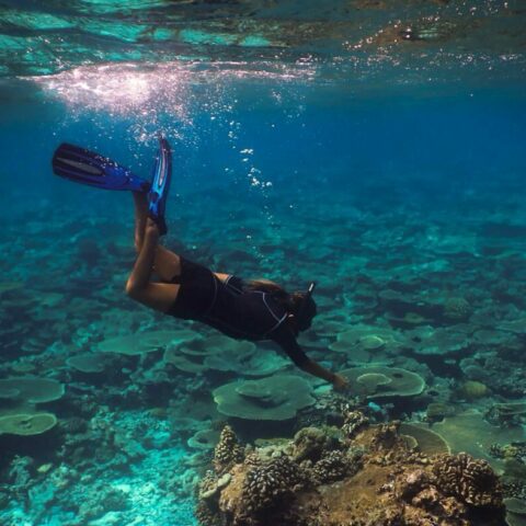 map the giants corals university of milano bicocca marhe center maldives