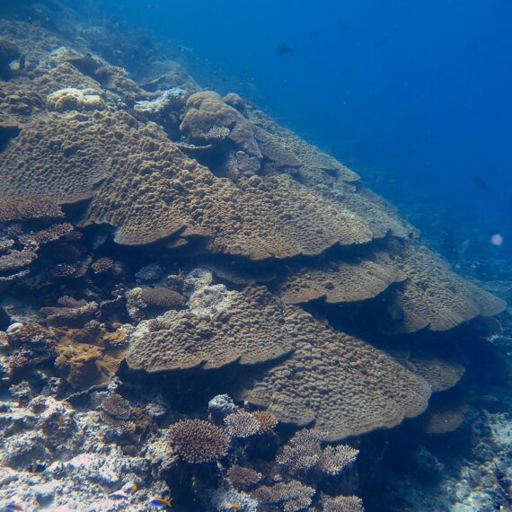 map the giants about giant corals