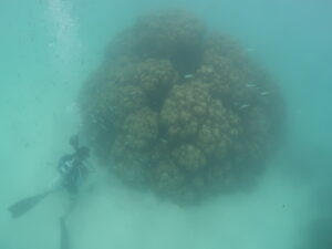 Map the Giants corals marhe center bicocca faafu atoll