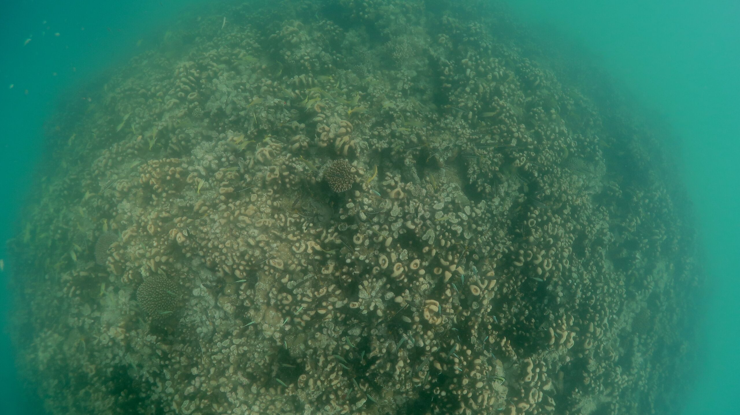 Map the Giants corals marhe center bicocca faafu atoll