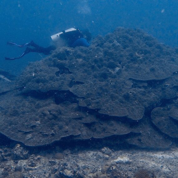 Map the Giants corals marhe center bicocca baa atoll manta ray