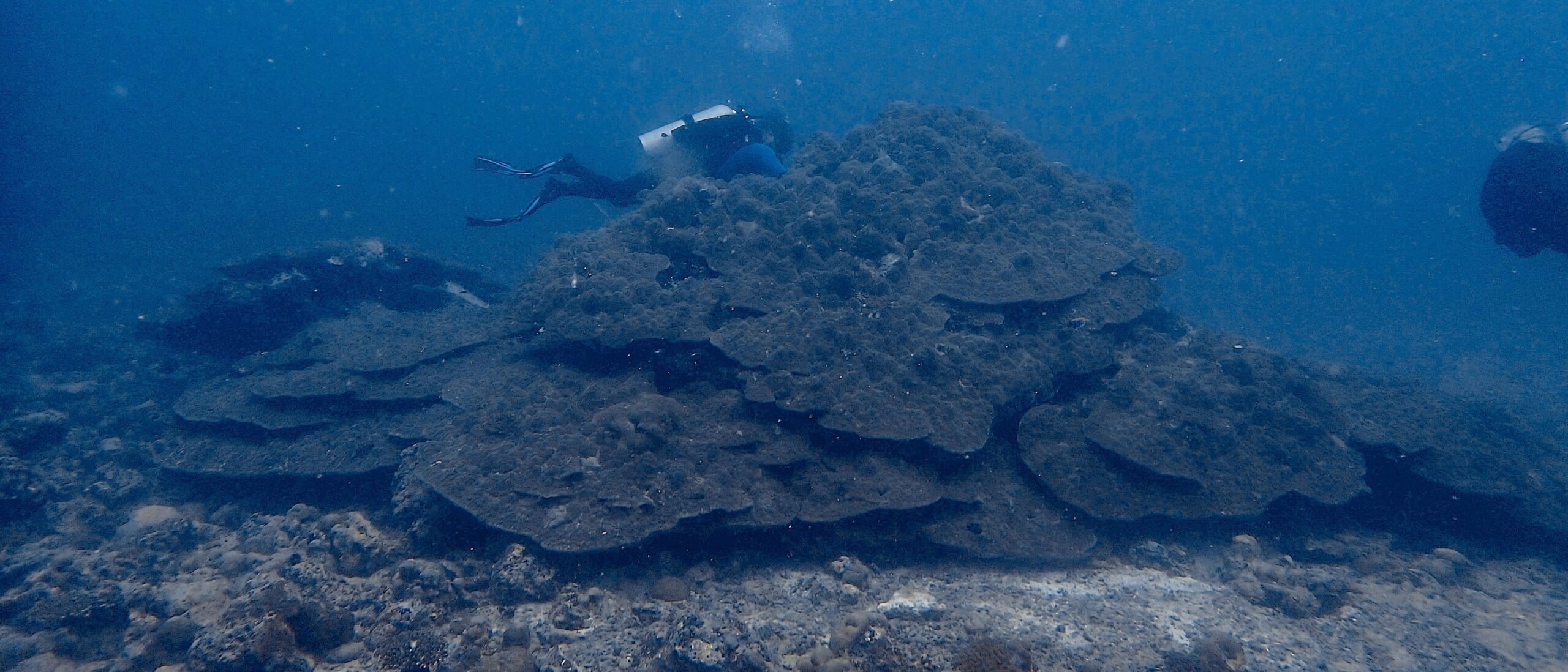 Map the Giants corals marhe center bicocca baa atoll manta ray