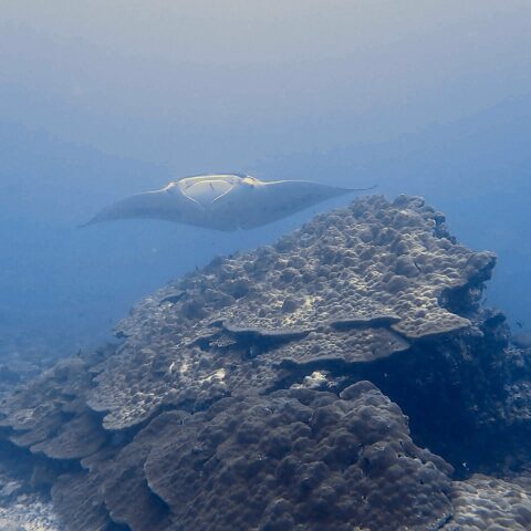 Map the Giants corals marhe center bicocca baa atoll manta ray