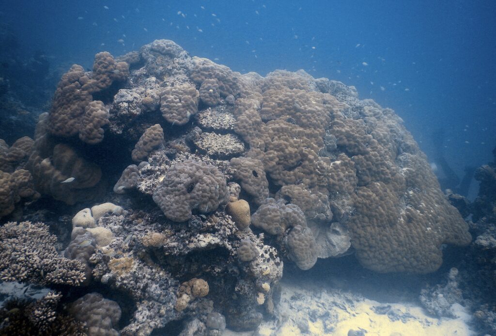 Map the Giants corals marhe center bicocca Male Atoll Coco Resorts