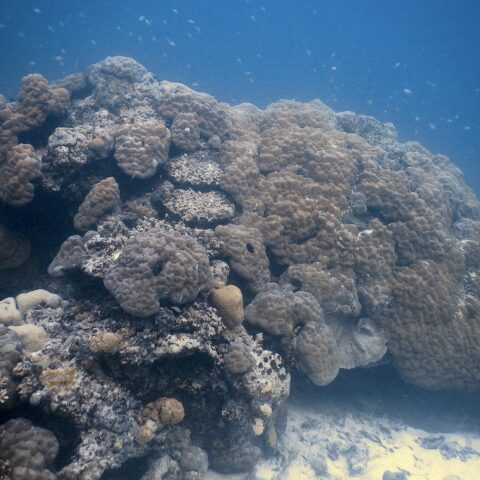 Map the Giants corals marhe center bicocca Male Atoll Coco Resorts