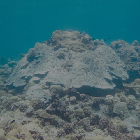 Map the Giants corals marhe center bicocca