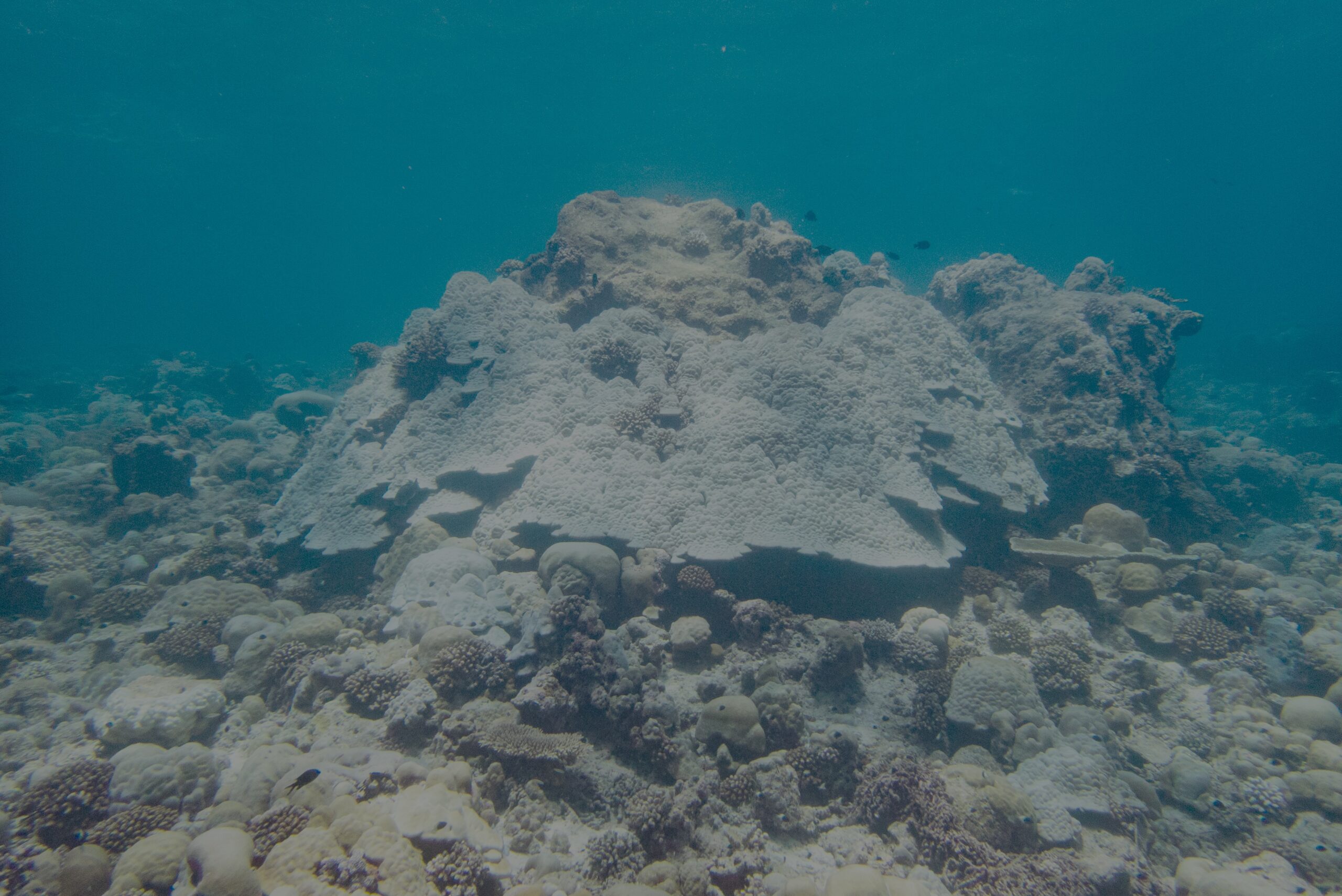 Map the Giants corals marhe center bicocca