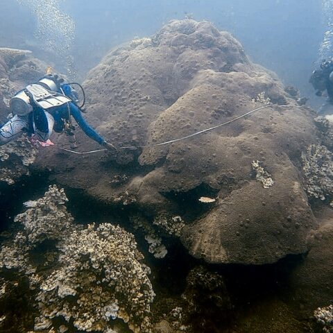 Map the Giants corals marhe center bicocca