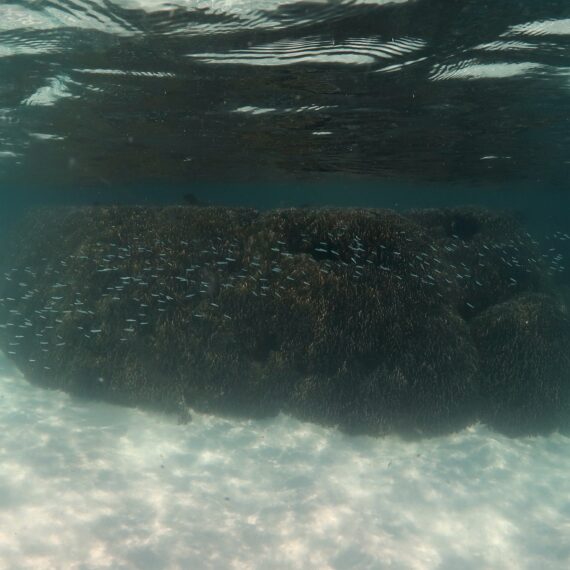 Map the Giants corals marhe center bicocca faafu atoll